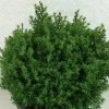 Chamaecyparis Obtusa Wissel - Faux Cyprès Hinoki Du Japon -Jardin Chamaecyparis obtusa Wissel 637002 1