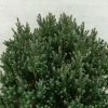 Chamaecyparis Thyoides Blue Rock 1 Chamaecyparis Thyoides Blue Rock -Jardin Chamaecyparis thyoides Versent Blue Rock 648002 1