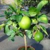 Pamplemousse (Pomelo) - Citrus (x) Paradisi -Jardin Citrus x paradisi 83410 1