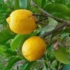 Cédratier - Citrus Medica