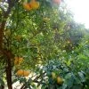 Mandarinier Satsuma - Citrus Unshiu -Jardin Citrus unshiu 83371 1