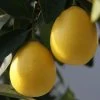 Limequat - Citrus X Floridana -Jardin Citrus x floridana 87045 1 1