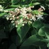 Arbre Du Clergé Fargesii - Clerodendrum Trichotomum Fargesii -Jardin Clerodendrum trichotomum Fargesii 87578 1