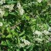Clethra Alnifolia -Jardin Clethra alnifolia 781577 1