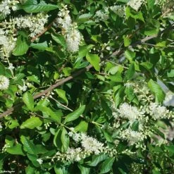 Clethra Alnifolia