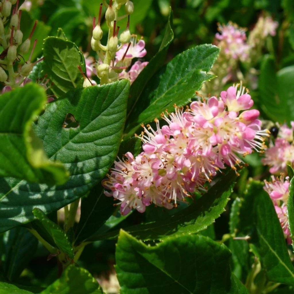 Clethra Alnifolia Ruby Spice 3 Clethra Alnifolia Ruby Spice