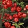 Cognassier Du Japon Red Joy - Chaenomeles Superba -Jardin Cognassier superba red joy 9566 1