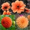 Collection Dahlias Vitamines -Jardin Collection Dahlias Vitamines 89592 1