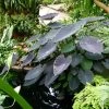 Colocasia Black Magic - Oreille D'Eléphant -Jardin Colocasia Black magic 83271 1