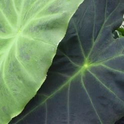 Colocasia Dragon Heart Giant - Oreille D'éléphant