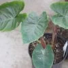 Colocasia Hawaiian Punch - Taro -Jardin Colocasia Hawaiian Punch 15053 1