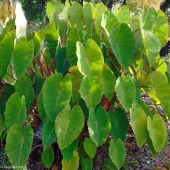Colocasia Pink China - Oreille D'Eléphant