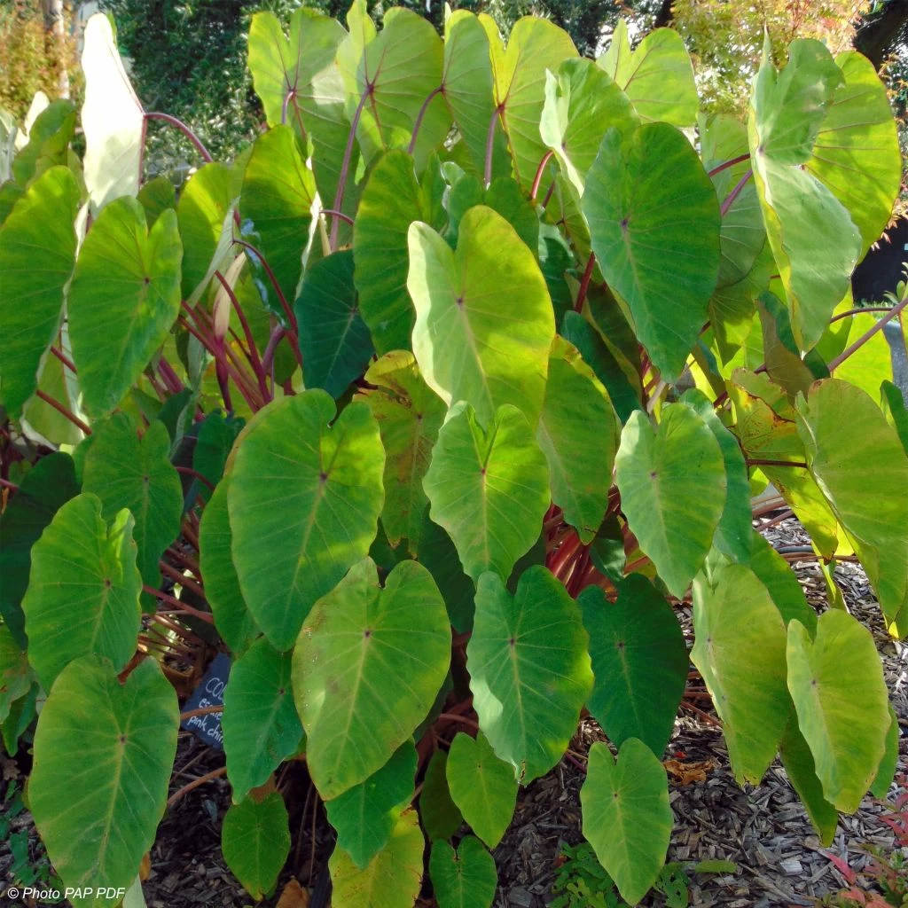 Colocasia Pink China - Oreille D'Eléphant 3 Colocasia Pink China - Oreille D'Eléphant