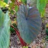 Colocasia Sangria - Oreille D'Eléphant -Jardin Colocasia Sangria 83275 1