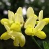 Coronille - Coronilla Valentina Subsp. Glauca Citrina 1 Coronille - Coronilla Valentina Subsp. Glauca Citrina -Jardin Coronilla valentina subsp glauca Citrina 82796 1