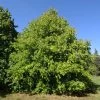 Corylus Colurna - Noisetier De Byzance -Jardin Corylus colurna 85243 1