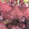 Cotinus Coggygria Winecraft Black - Arbre à Perruque -Jardin Cotinus coggygria Winecraft Black 87090 1
