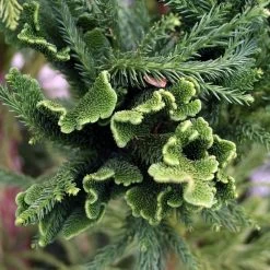 Cèdre Du Japon Cristata - Cryptomeria Japonica
