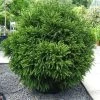 Cèdre Du Japon Globosa Nana - Cryptomeria Japonica -Jardin Cryptomeria japonica Globosa Nana 87749 1