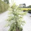 Cryptomeria Japonica Sekkan Sugi -Jardin Cryptomeria japonica Sekkan Sugi 84030 1