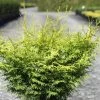 Cyprès Hinoki Du Japon - Chamaecyparis Obtusa Lucas 1 Cyprès Hinoki Du Japon - Chamaecyparis Obtusa Lucas -Jardin Cypres hinoki du Japon Chamaecyparis obtusa Lucas IF 1002451 1