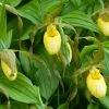 Cypripedium Kristi Lyn - Sabot De Vénus Hybride -Jardin Cypripedium Kristi Lyn Sabot de Venus hybride copyright 173610 1