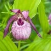 Cypripedium Lucy Pinkepank - Orchidée De Jardin Hybride, Sabot De Vénus -Jardin Cypripedium Lucy Pinkepank copyright 17362 1
