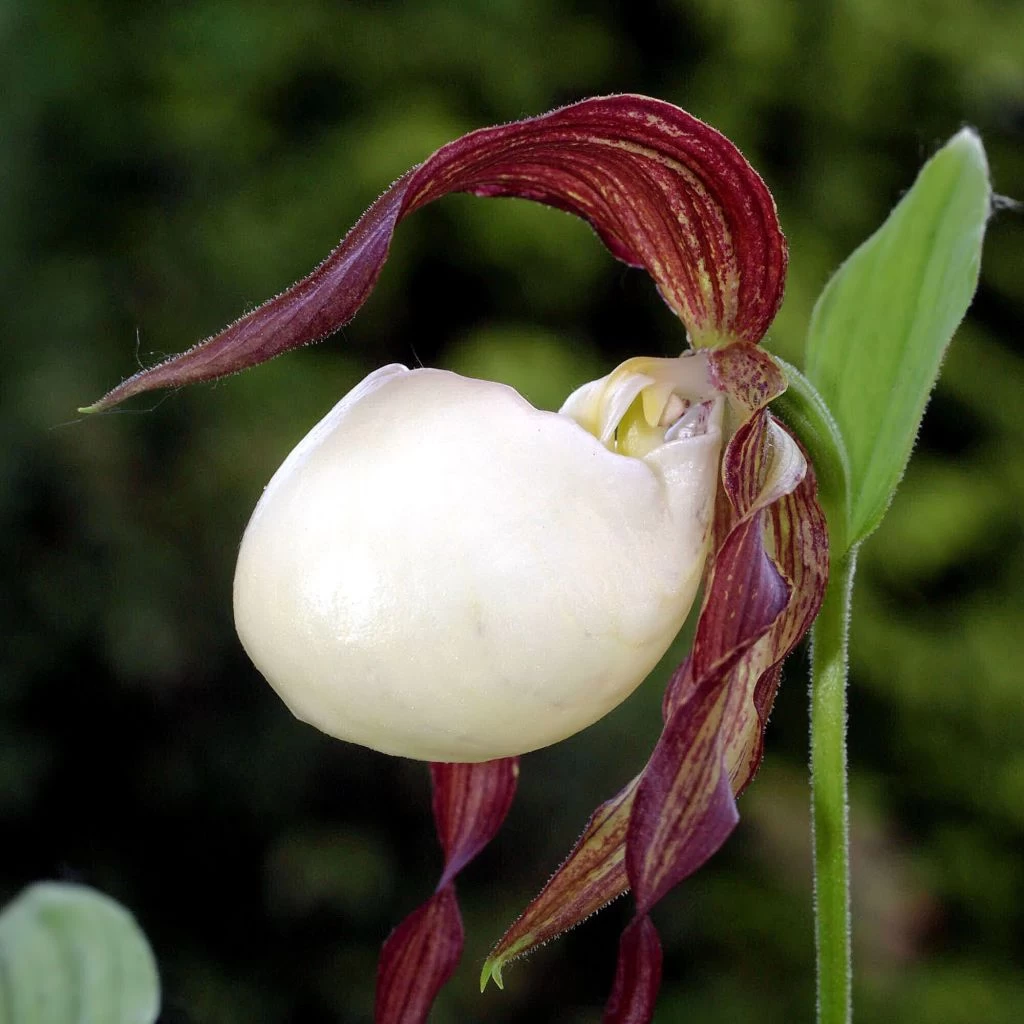 Cypripedium Kentuckiense - Sabot De Vénus Pourpre Et Ivoire 3 Cypripedium Kentuckiense - Sabot De Vénus Pourpre Et Ivoire