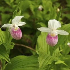 Cypripedium Reginae - Sabot De Venus