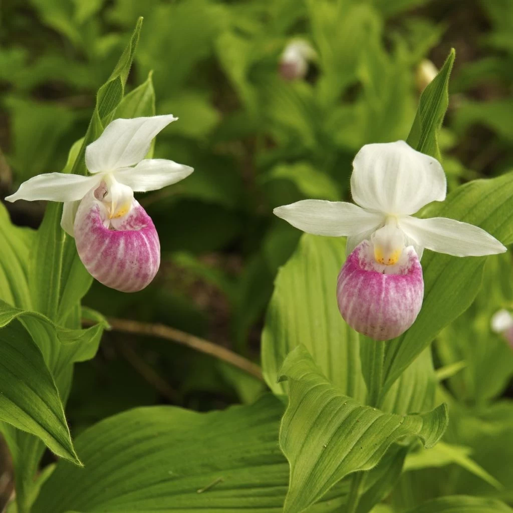 Cypripedium Reginae - Sabot De Venus 3 Cypripedium Reginae - Sabot De Venus