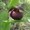 Cypripedium Smithii - Sabot De Vénus Rouge Pourpre -Jardin Cypripedium smithii 80349 1
