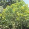 Genêt Ananas - Cytisus Battandieri -Jardin Cytisus Battandieri 781928 1