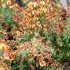Genêt à Balais - Cytisus Scoparius Lena -Jardin Cytisus scoparius Lena 781594 1