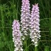 Dactylorhiza Fuchsii - Orchis De Fuchs -Jardin Dactylorhiza fuchsii 8892 1 1