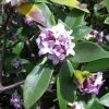 Daphne Odora - Bois-joli Odorant -Jardin Daphne odora 100097 1