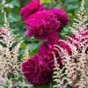 Duo Cardinal - Duo De Rosier Et D'Astilbes -Jardin Duo Cardinal 81432 1
