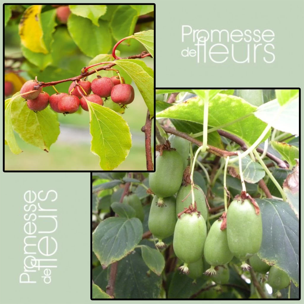 Duo Kiwi De Sibérie 'Ken's Red' (femelle) + 'Issai' (pollinisateur) 3 Duo Kiwi De Sibérie 'Ken's Red' (femelle) + 'Issai' (pollinisateur)