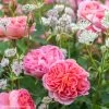 Duo Romantique - Duo De Rosier Et D'Astrances -Jardin Duo Romantique 81435 1
