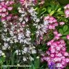 Duo Nature - Duo De Rosier Et Penstemons -Jardin Duo de Rosier et Penstemons 89463 1