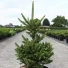 Picea Abies Will's Zwerg - Épicéa Commun 1 Picea Abies Will's Zwerg - Épicéa Commun -Jardin Epicea commun Picea abies Will s Zwerg IF 1002732 1