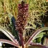 Eucomis Freckles - Eucomide Panachée -Jardin Eucomis Freckles V 5029 1