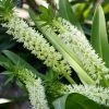 Eucomis Playa Blanca® - Eucomide -Jardin Eucomis Playa Blanca V 4189 1