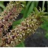 Eucomis Pole-evansii - Eucomide Blanche à Coeur Mauve. -Jardin Eucomis pole evansii 6791 1