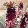Eucomis Vandermerwei - Eucomide Panachée -Jardin Eucomis vandermerwei 4176 1