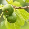 Figuier Jannot - Ficus Carica -Jardin Figuier Jannot Ficus carica copyright 1003722 1