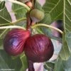 Figuier Violette Dauphine -Jardin Figuier Violette Dauphine 82814 1