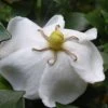 Gardenia Sweetheart - Jasmin Du Cap -Jardin Gardenia Sweetheart 15350 1