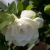 Gardenia Jasminoides Double Mint -Jardin Gardenia jasminoides Double Mint 85081 1