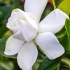 Gardenia Jasminoides Summer Snow. -Jardin Gardenia jasminoides Summer snow copyright 833261 1