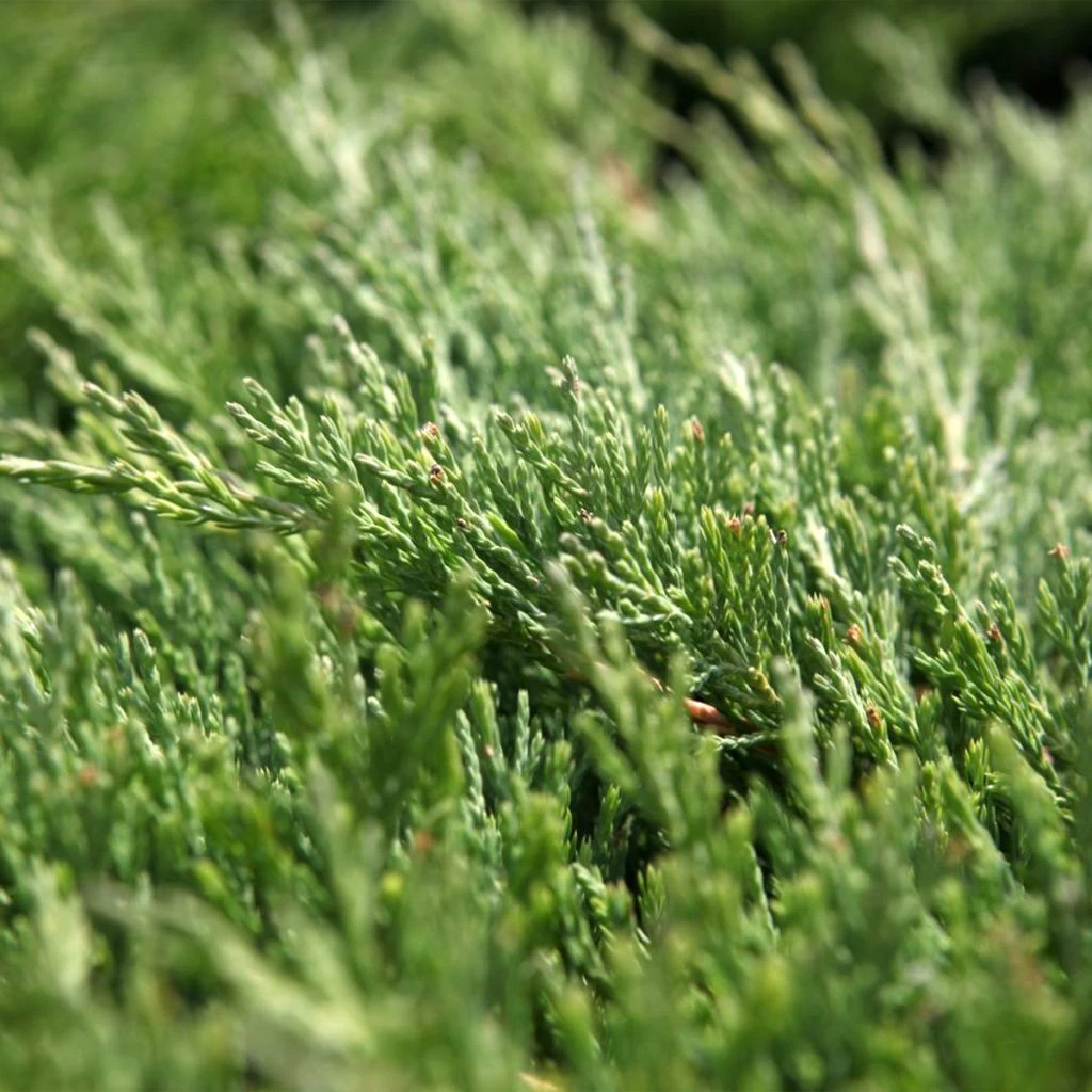 Genévrier Horizontal - Juniperus Horizontalis Andorra Compact 3 Genévrier Horizontal - Juniperus Horizontalis Andorra Compact